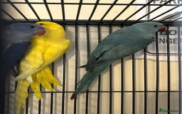 Ringnecks birds for sale: Stunning Baby Indian Ringnecks  - Image 11