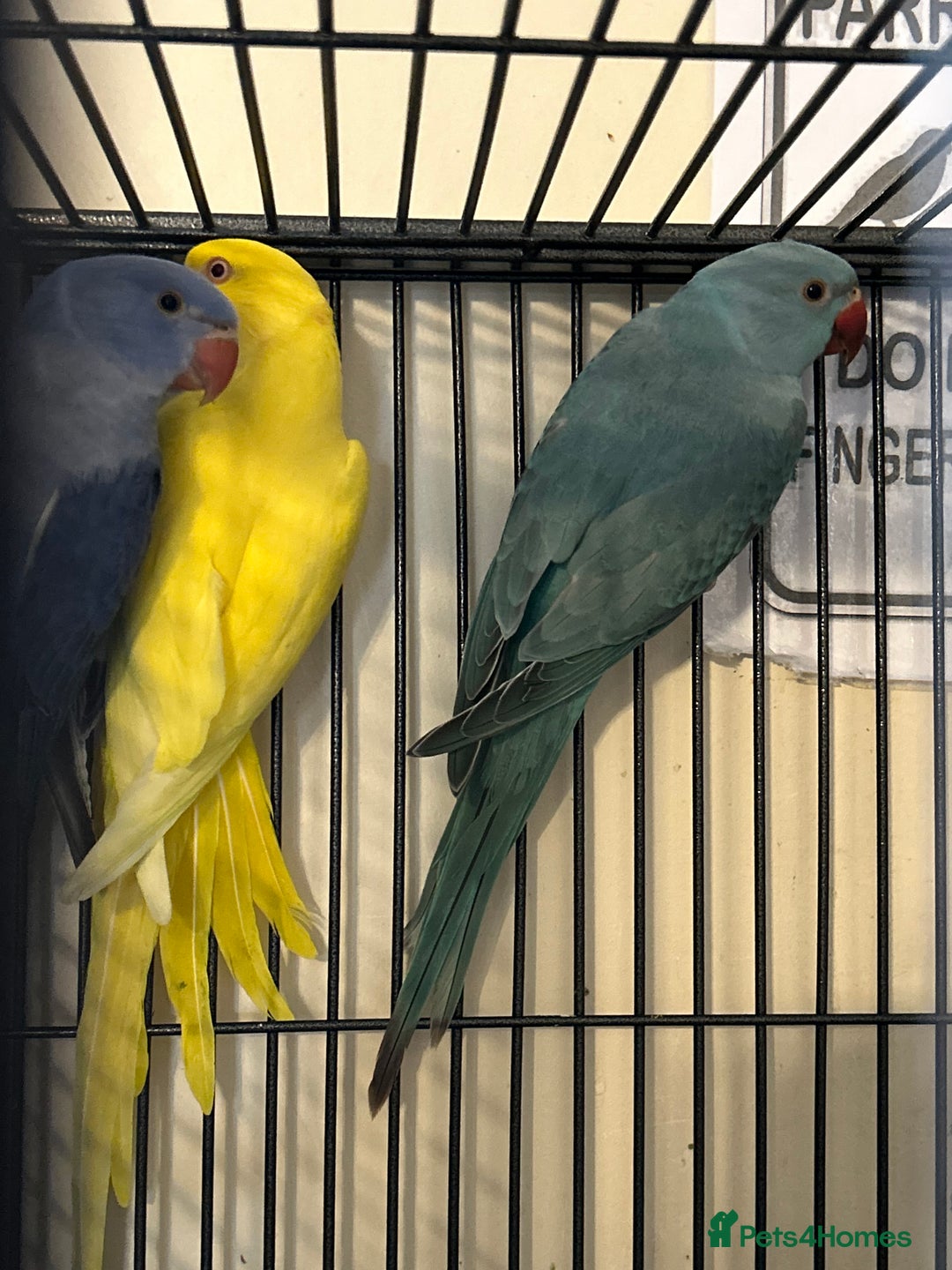Ringnecks birds for sale: Stunning Baby Indian Ringnecks  - Image 11