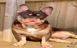 French Bulldog dogs for stud: Rojo & Tan, Health tested - Image 2