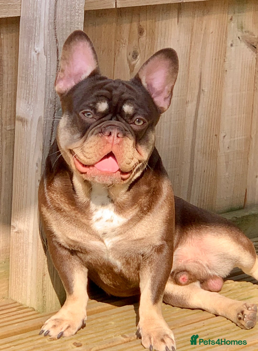 French Bulldog dogs for stud: Rojo & Tan, Health tested - Image 2