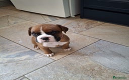 Boxer dogs for sale: Zero heart score mum. Only one puppy left - Image 6
