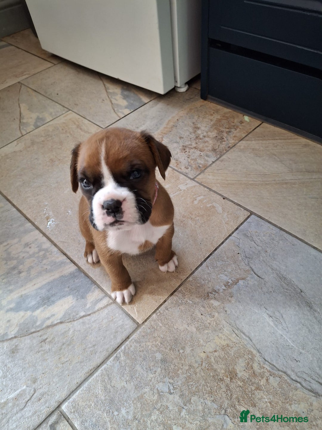 Boxer dogs for sale: Zero heart score mum. Only one puppy left - Image 6