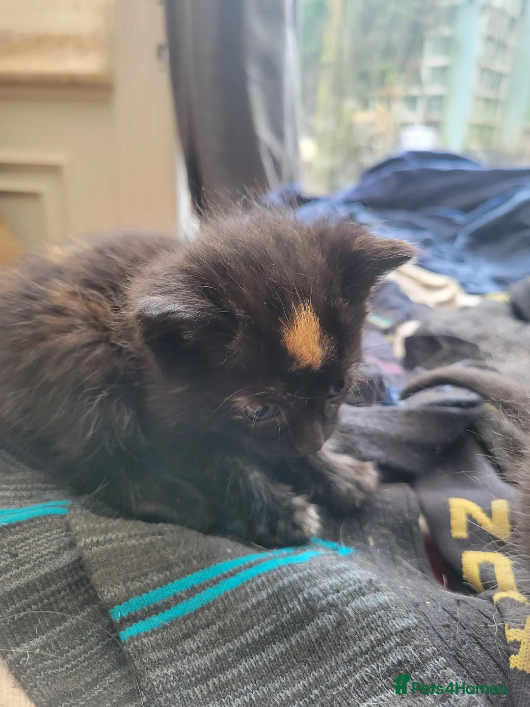 Mixed Breed cats for sale: Lovely kittens for sale  - Advert 4