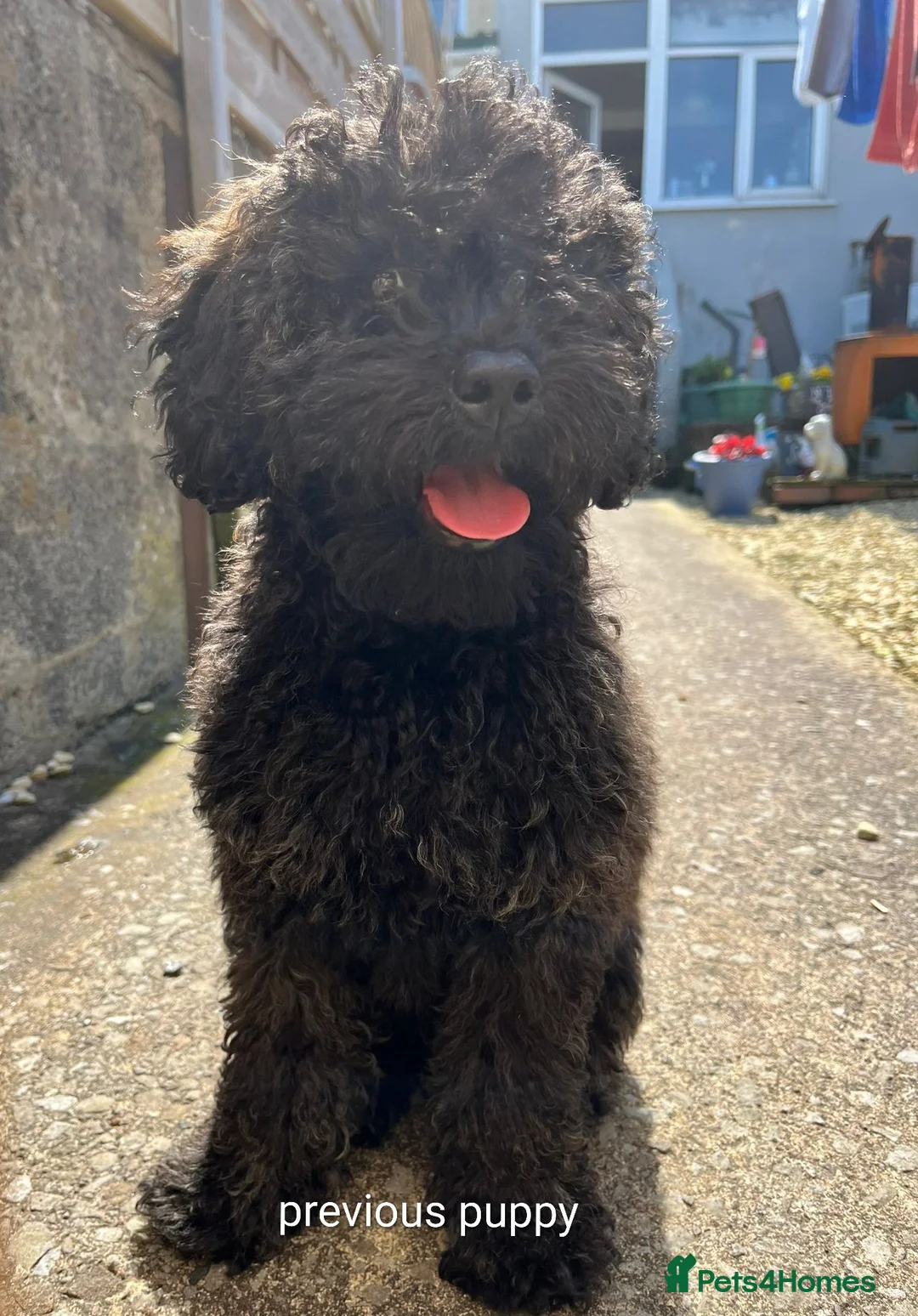 Cockapoo dogs for sale: Waiting list- F1BB cockapoo puppies  - Advert 9