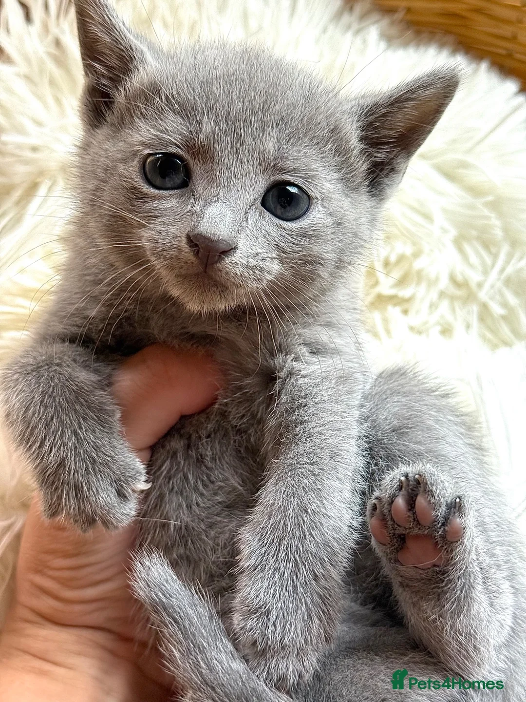 Russian Blue cats for sale: *TOP* Quality Pedigree Russian blue kittens - Advert 2