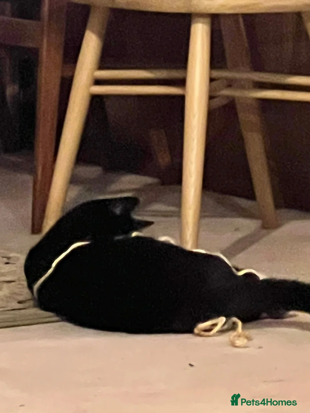 Domestic Shorthair cats for sale: Looking for a new home after bereavement  - Advert 9