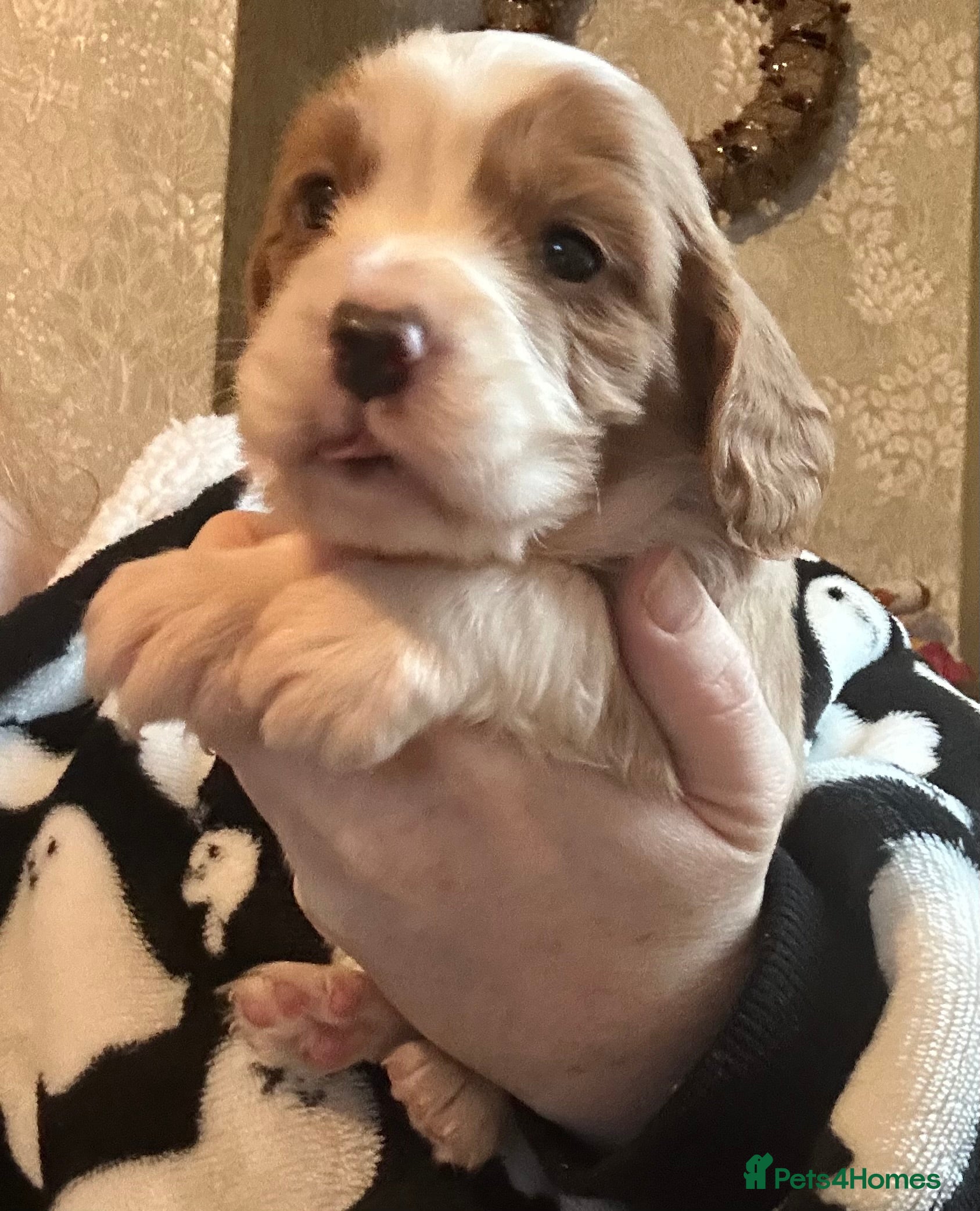 Cockalier dogs Cockalier puppies  - Advert 9