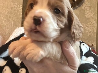 Cockalier dogs Cockalier puppies - Advert 9