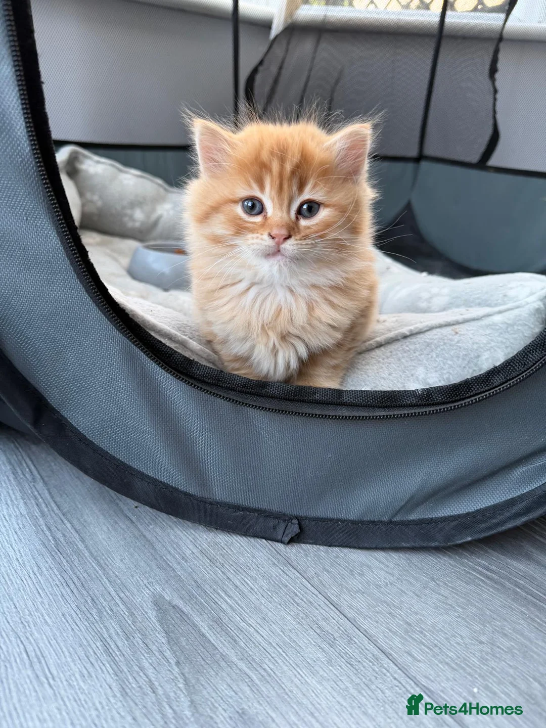Scottish Fold cats for sale: Beautiful ginger kitten  - Advert 2
