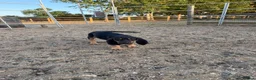 Bloodhound dogs for sale: Bloodhound puppies  in Dereham - Advert 15