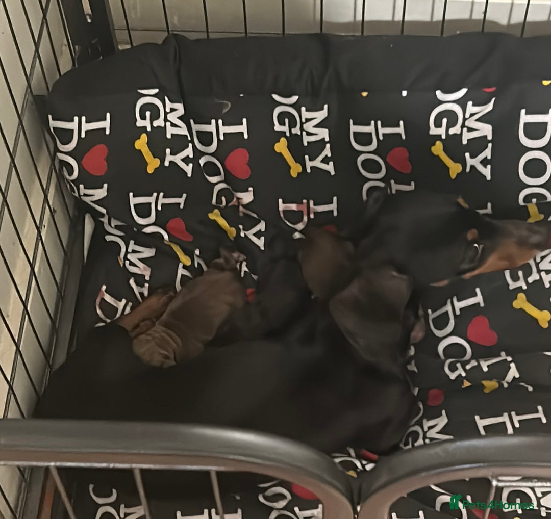 Miniature Dachshund dogs for sale:  ⭐️🐶Tiny tiny miniature dachshunds🐶⭐️ - Image 14