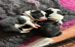 Mixed Breed dogs for sale: Border collie cross/bearded collie puppies  - Image 7