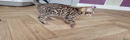 Bengal cats for sale: Stunning Male Bengal Cat Champion Bloodlines - Advert 9