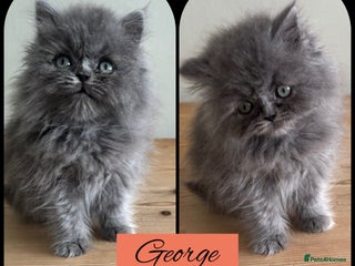Persian cats Persian kittens ready 11th december (silver smoke) - Advert 2