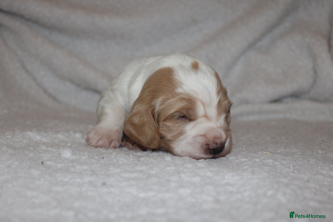 Cocker Spaniel dogs for sale: Working cocker spaniels - Advert 8