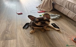 French Bulldog dogs for sale: 5 month old French bull dog  - Image 1