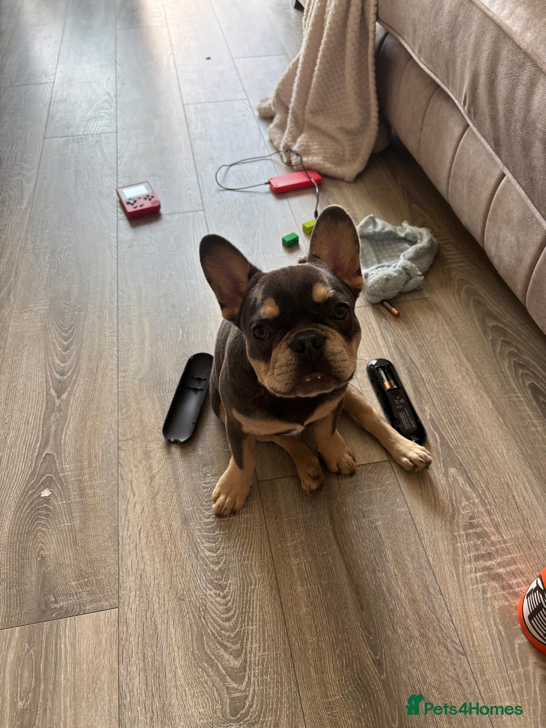 French Bulldog dogs for sale: 5 month old French bull dog  - Image 1