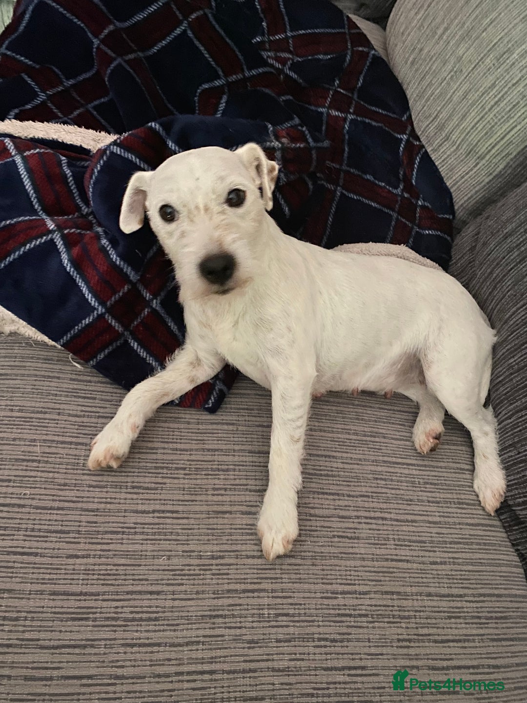 Jack Russell dogs for sale: 2x trio girls available  - Image 6