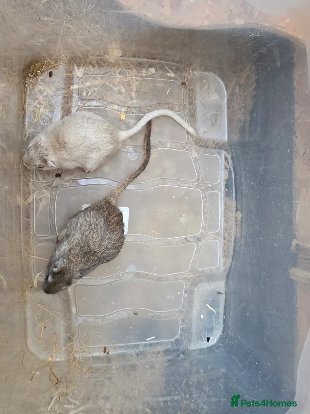 Gerbil rodents for sale: Gerbils and children  - Advert 3