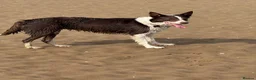 Border Collie dogs for sale: Stunning red and white girl - Advert 6