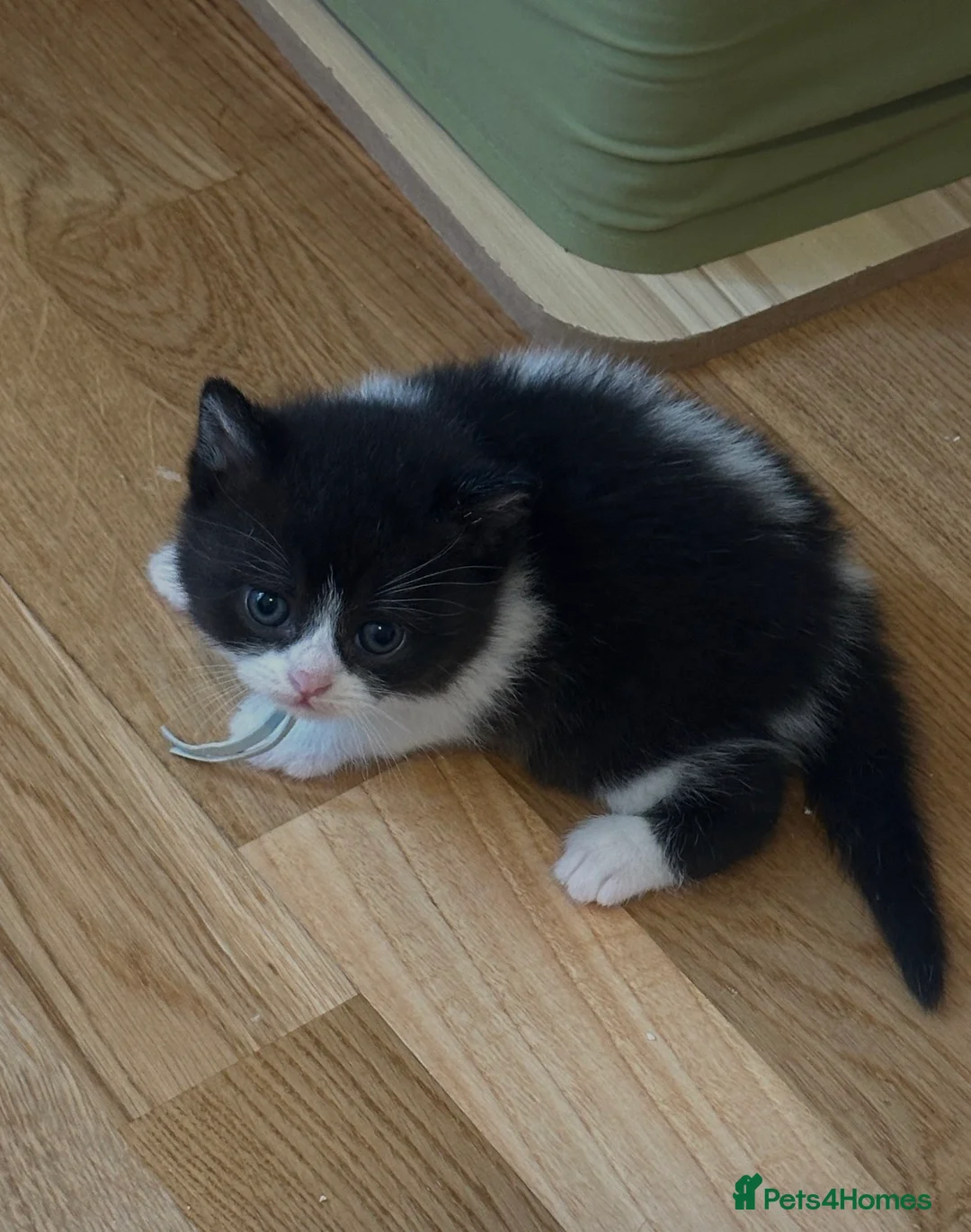 British Shorthair cats for sale: My British shorthair babies😻looking for new home - Advert 2