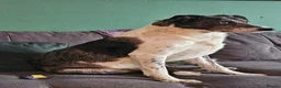 Border Collie dogs for sale: Male Border Collie in Neath - Advert 2