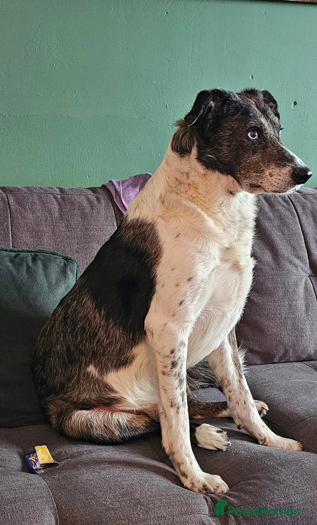 Border Collie dogs for sale: Male Border Collie in Neath - Advert 2
