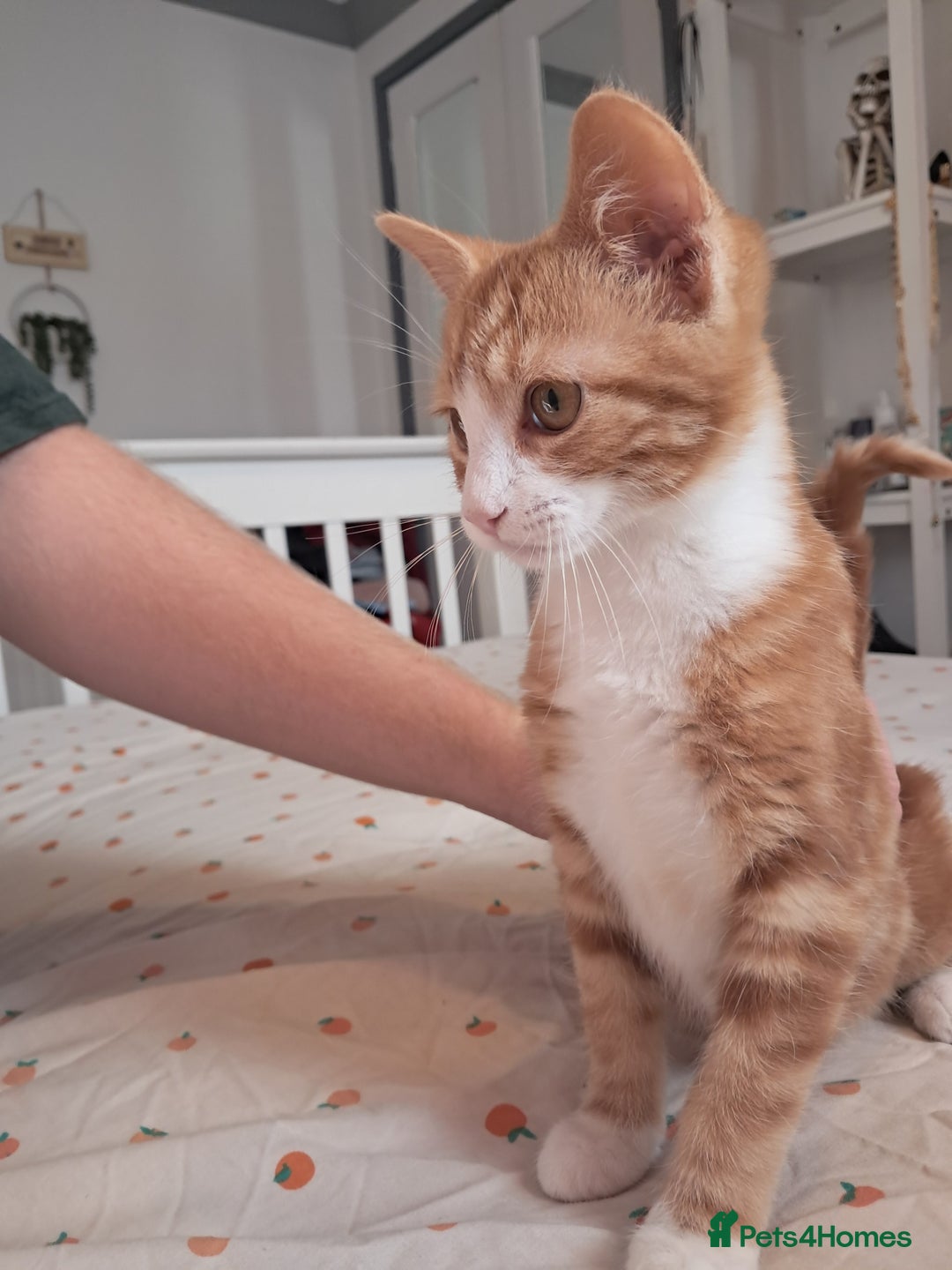 Mixed Breed cats for sale: 5 month old kitten for sale  - Advert 1