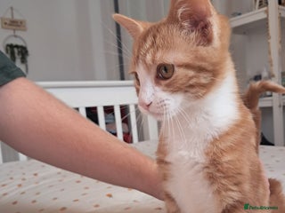 Mixed Breed cats 5 month old kitten for sale - Advert 1