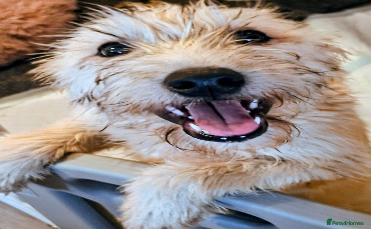 Soft Coated Wheaten Terrier dogs - Advert 3