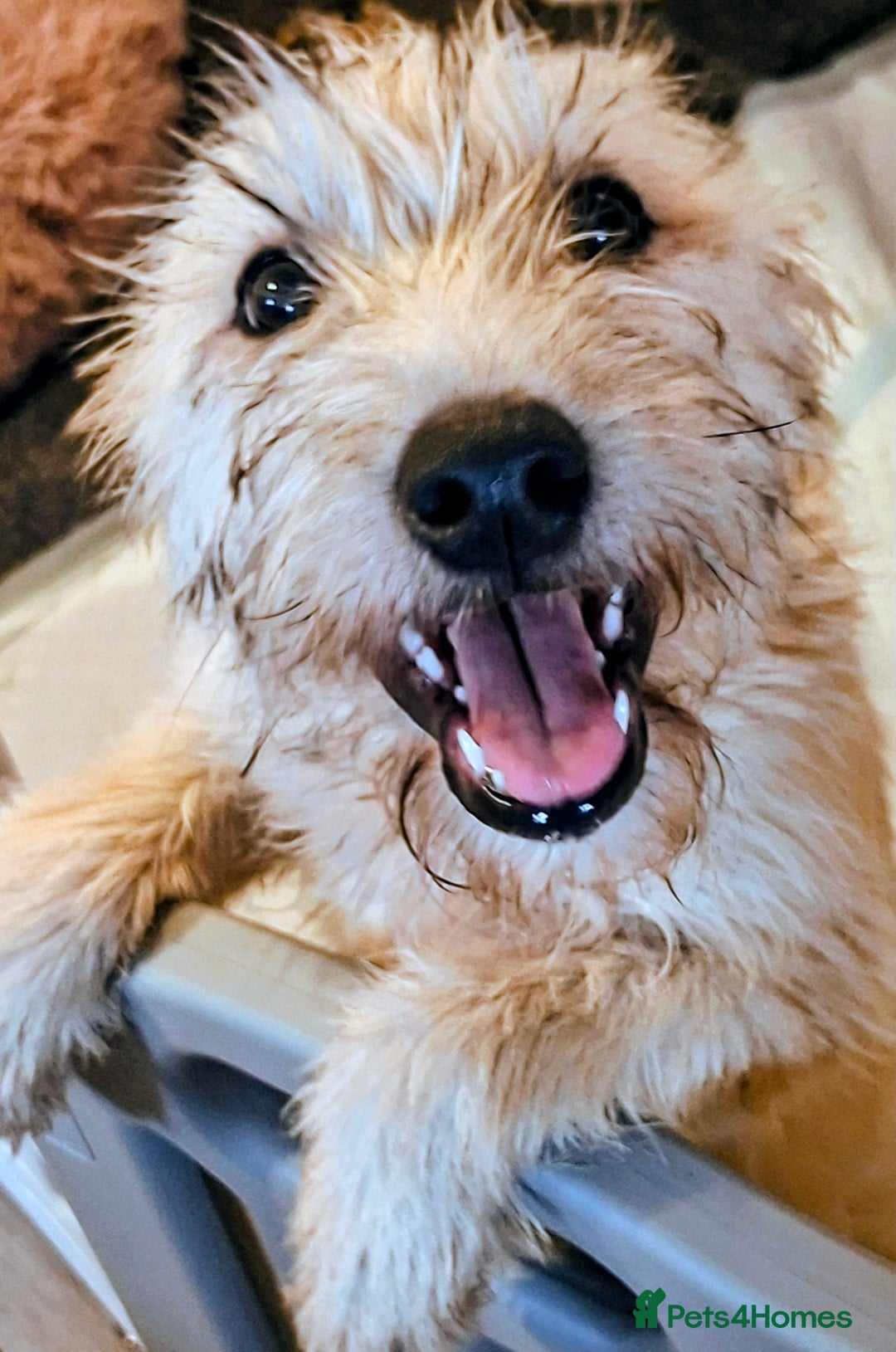 Soft Coated Wheaten Terrier dogs for sale: Soft coated wheaten terriers - Image 1