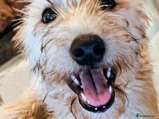 Soft Coated Wheaten Terrier dogs - Advert 1