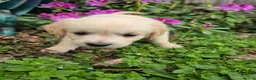 Golden Retriever dogs for sale: KC Puppies cream & gold - Advert 7