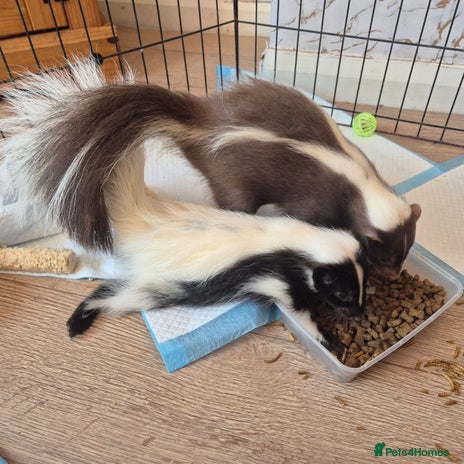 Ferret rodents - Advert 1