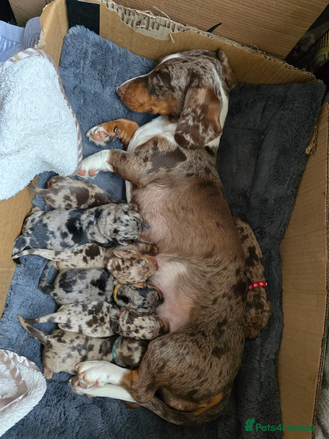 Miniature Dachshund dogs for sale: Adorable Miniature Dachshunds KC Registered Pups - Advert 2