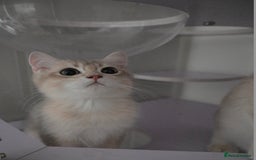 British Shorthair cats for sale: Golden Shaded Kittens WCF & TICA Registered - Image 33