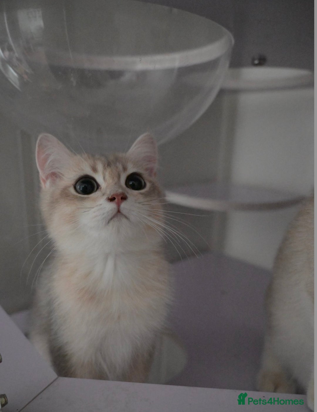 British Shorthair cats for sale: Golden Shaded Kittens WCF & TICA Registered - Image 33