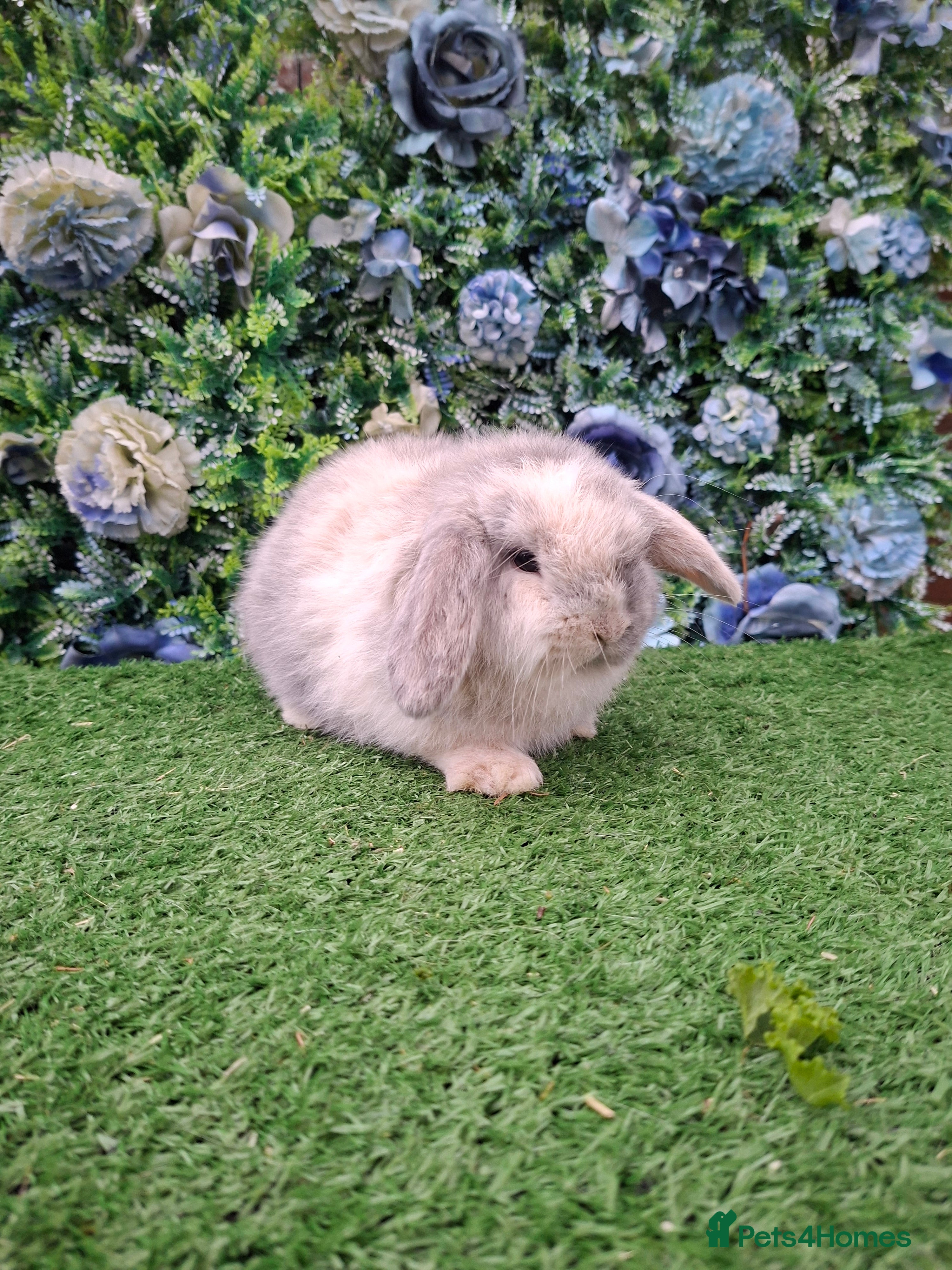 Mini Lop rabbits Beautiful Mini Lop buck Ready 13th Jan  - Advert 17