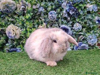 Mini Lop rabbits Beautiful Mini Lop buck Ready 13th Jan - Advert 17