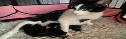 Ragdoll cats for sale: Ragdoll Cross long coated kittens - Advert 8