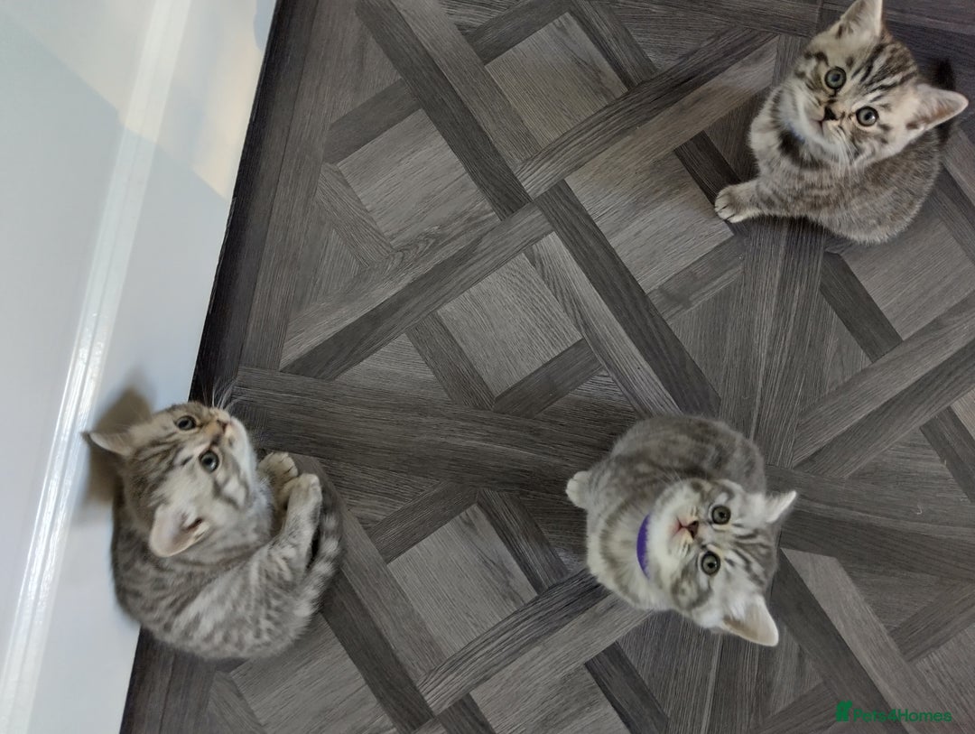 British Shorthair cats for sale: Stunning British Shorthair Kittens For Sale - Image 20