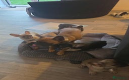 French Bulldog dogs for sale: French bulldog puppies  - Image 6