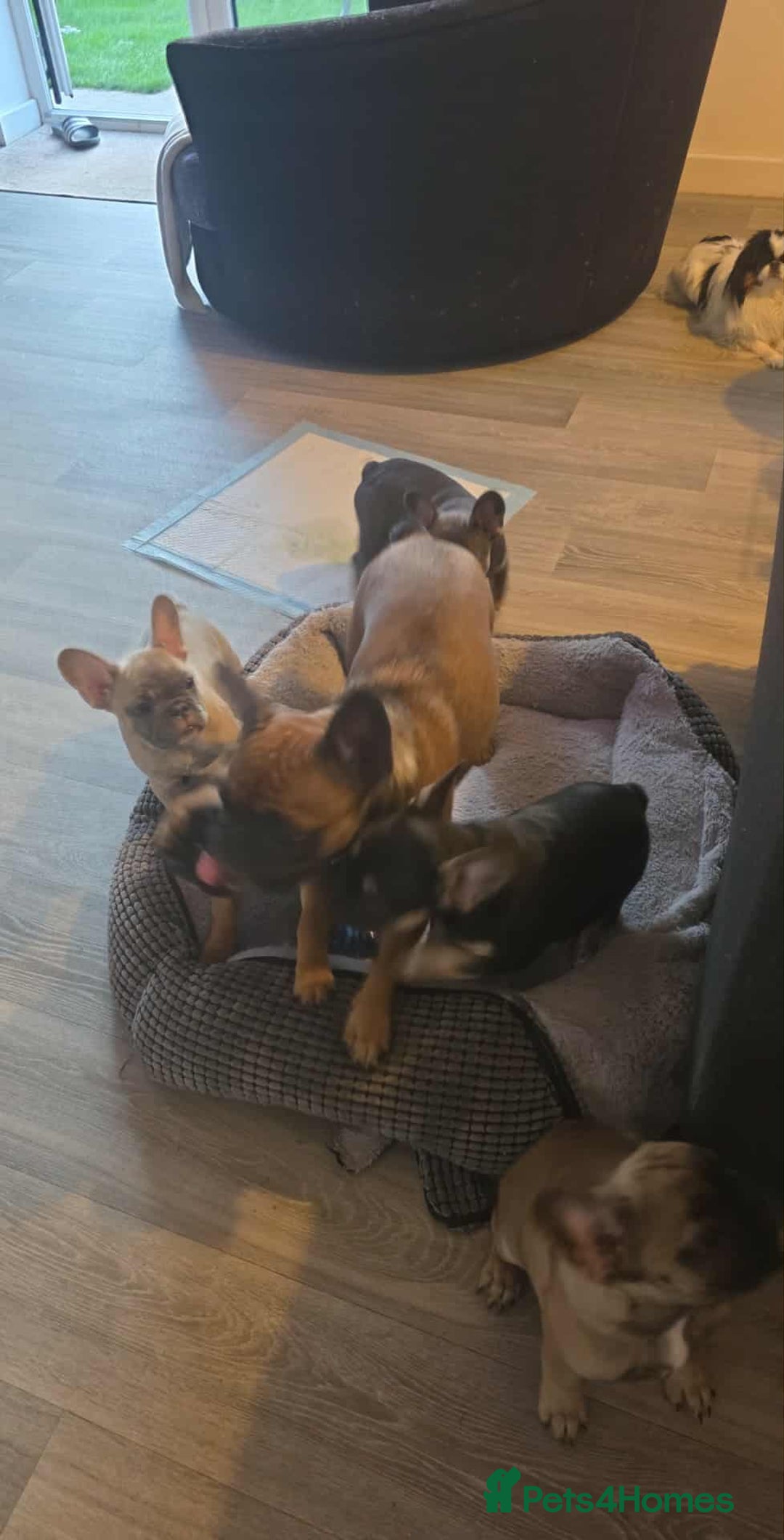 French Bulldog dogs for sale: French bulldog puppies  - Image 6