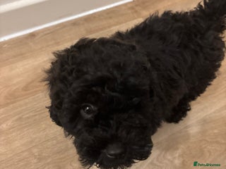 Shihpoo dogs for sale: Shihpoo puppy - Advert 1
