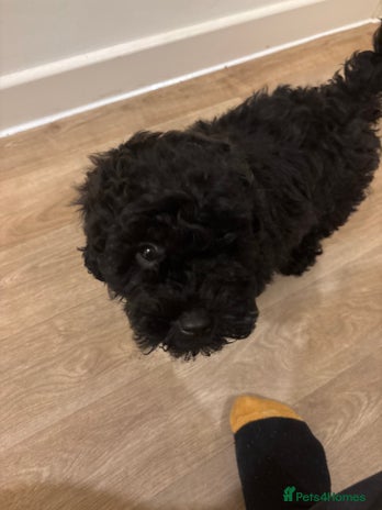 Shihpoo dogs Shihpoo puppy - Advert 1