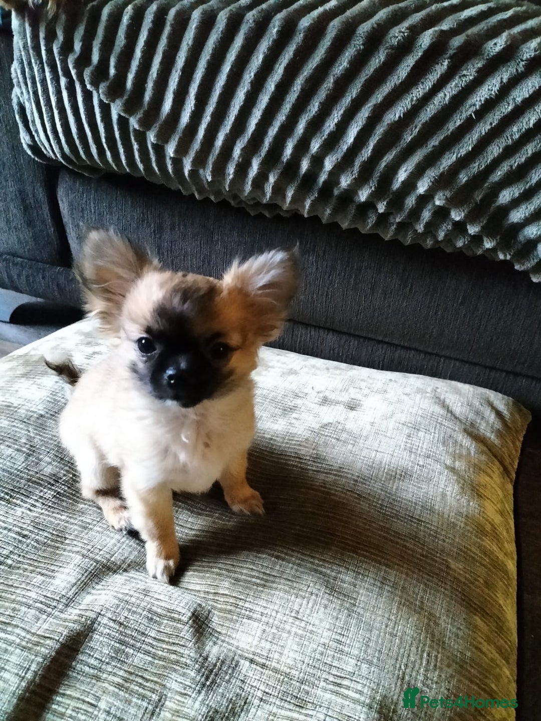 Chihuahua dogs for sale: 14 week old female long haired chihuahua  - Advert 2