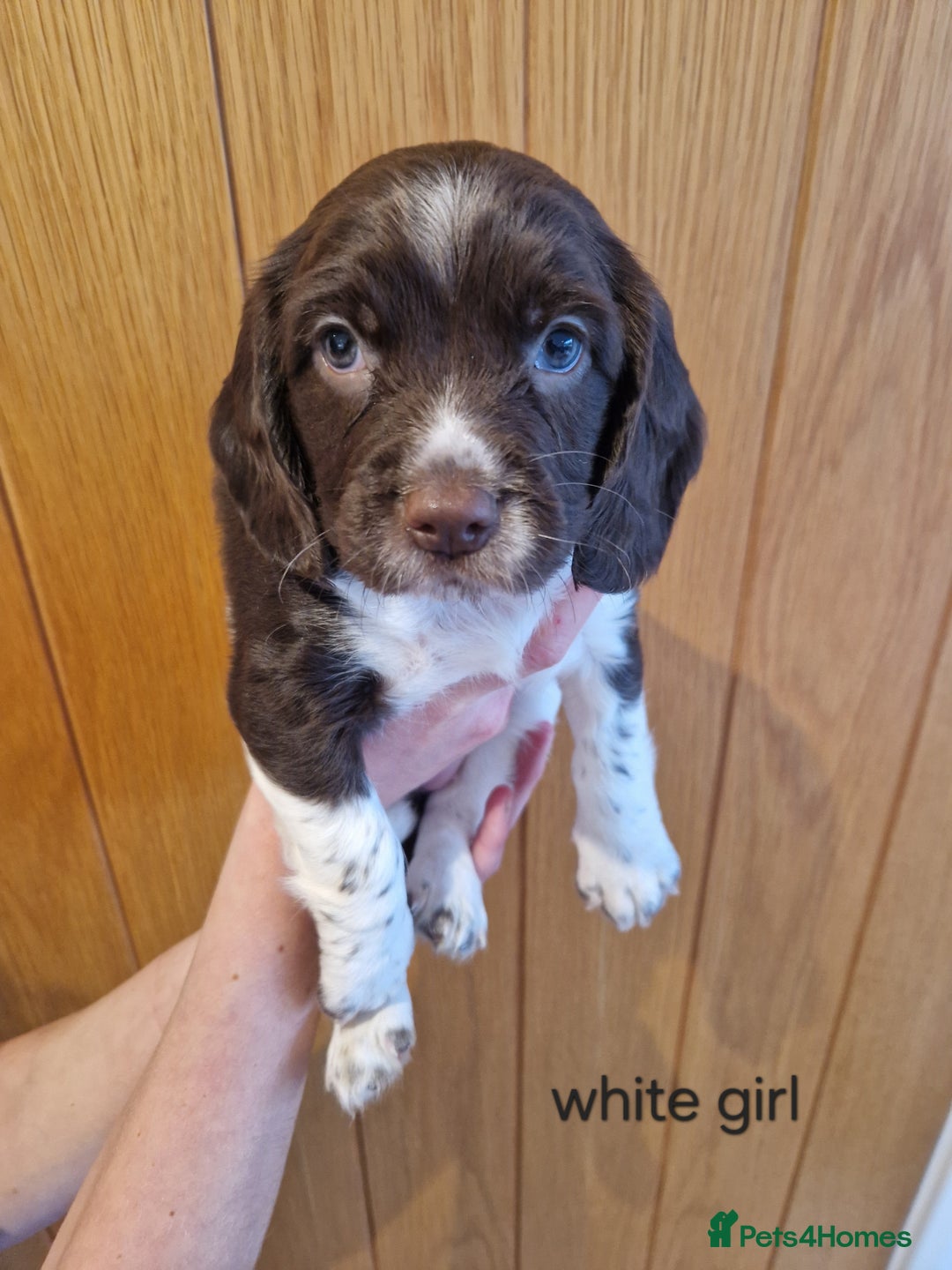 English Springer Spaniel dogs for sale: Stunning English Springer Spaniels  - Advert 17