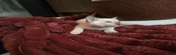 Tonkinese cats for sale: First generation, pedigree, registered,vet checked - Advert 13