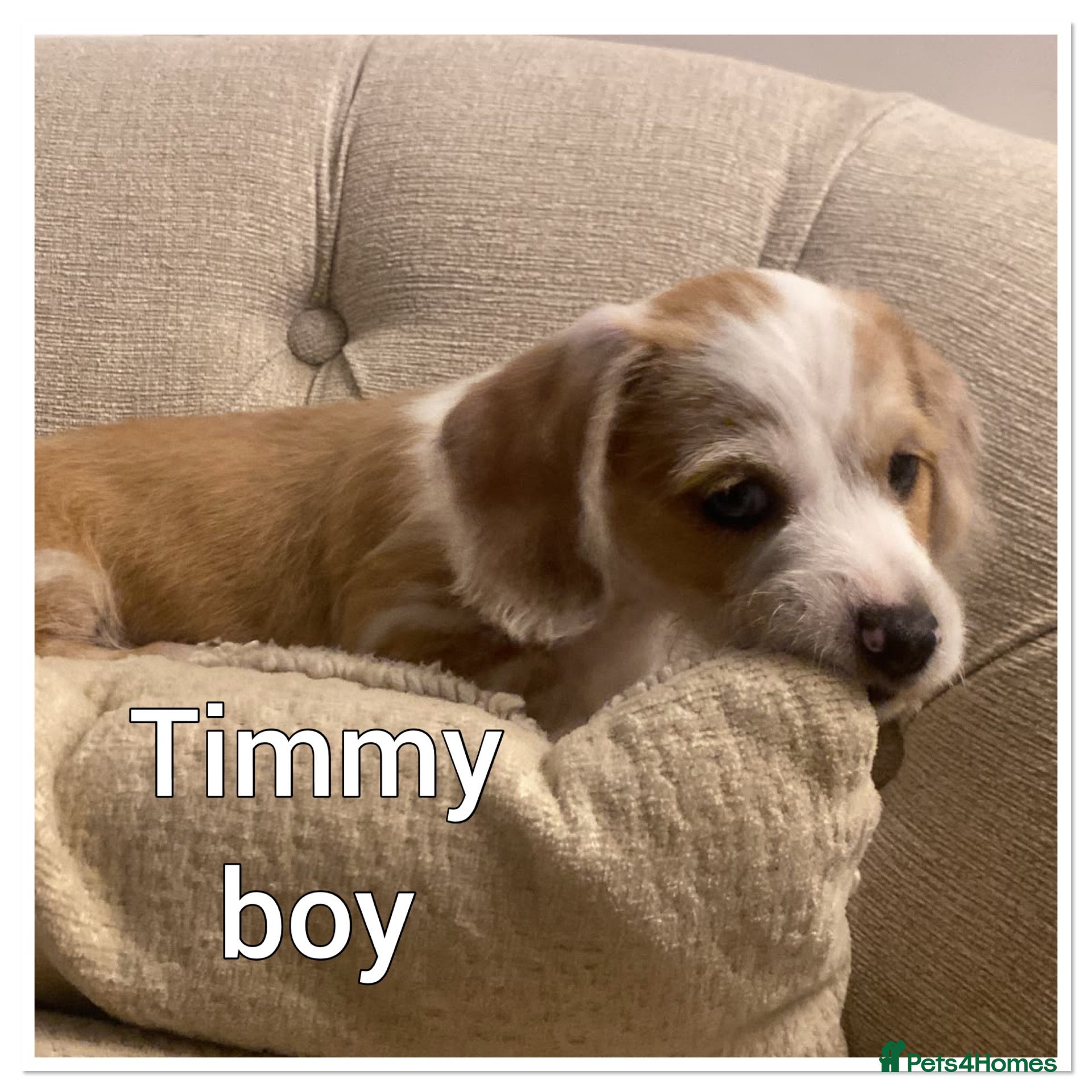 Mixed Breed dogs One boy remaining  - Advert 5