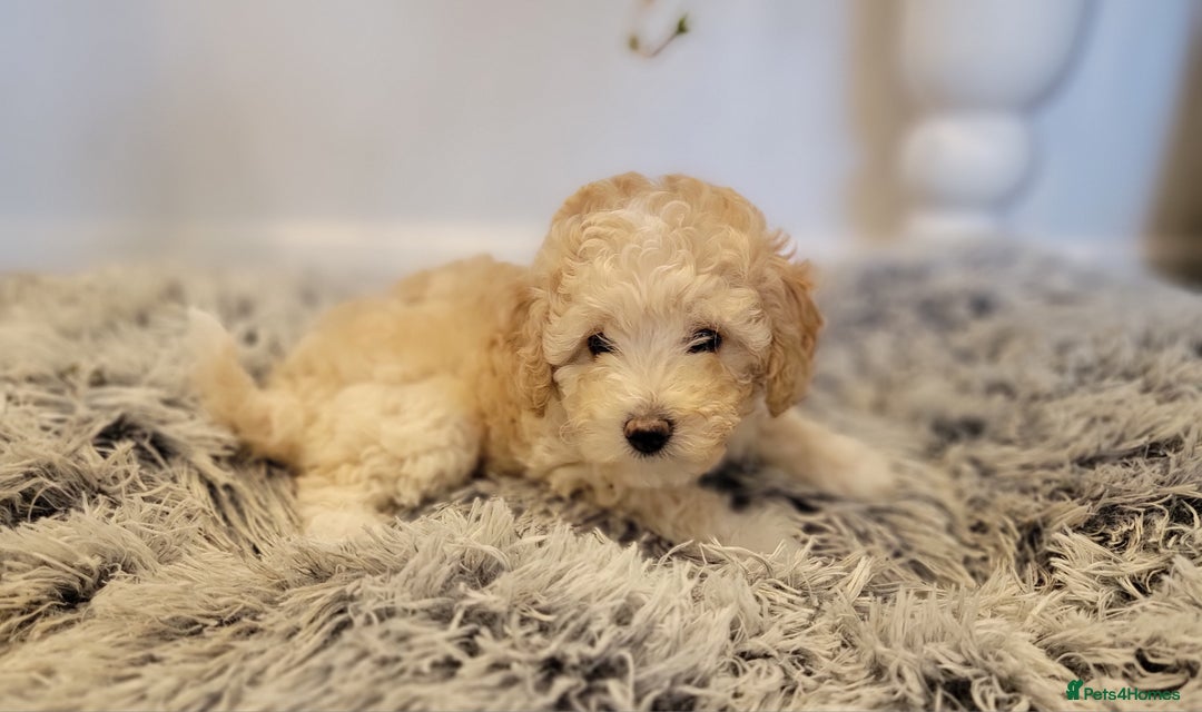 Maltipoo dogs for sale: F1b Maltipoo (Ready to leave now)   - Image 9